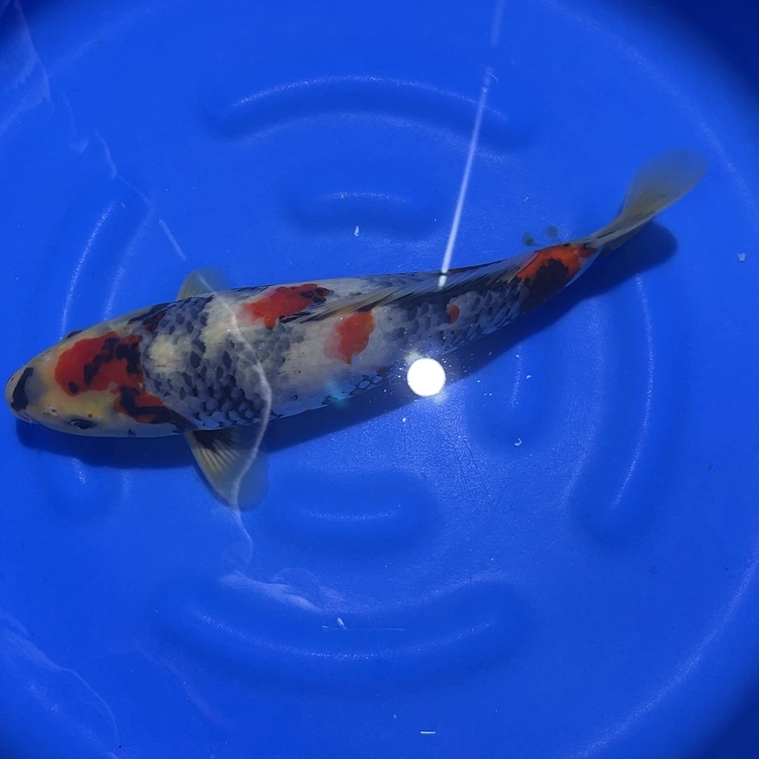 海水鱼大日蒙娜丽莎昭和