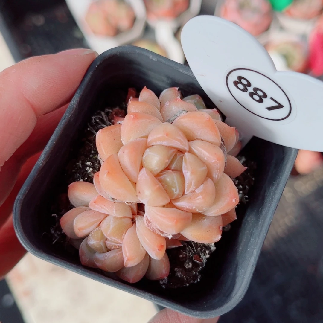 887号小老桩糖心群