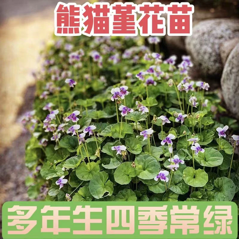 熊猫堇花苗庭院绿化植物四季耐热耐寒
