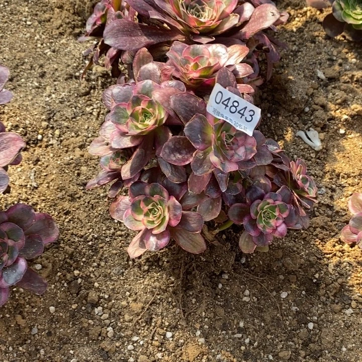 04843魅金玫瑰紧多肉植物