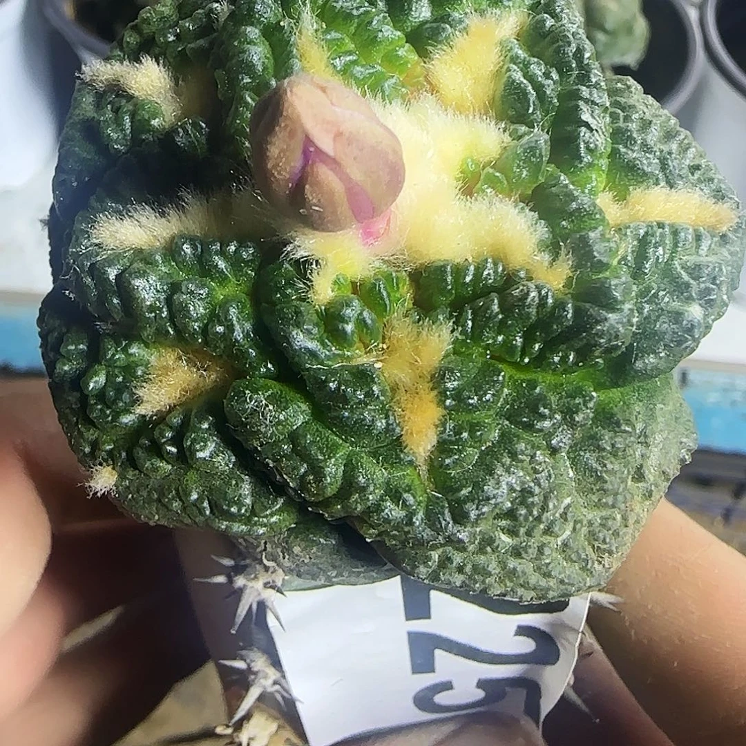 龟甲225仙人球开花了