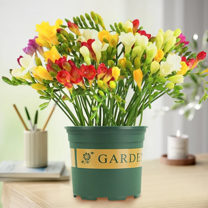 【带盆带土 香雪兰种球】室内室外庭院花卉 多年生植物 开花特别香