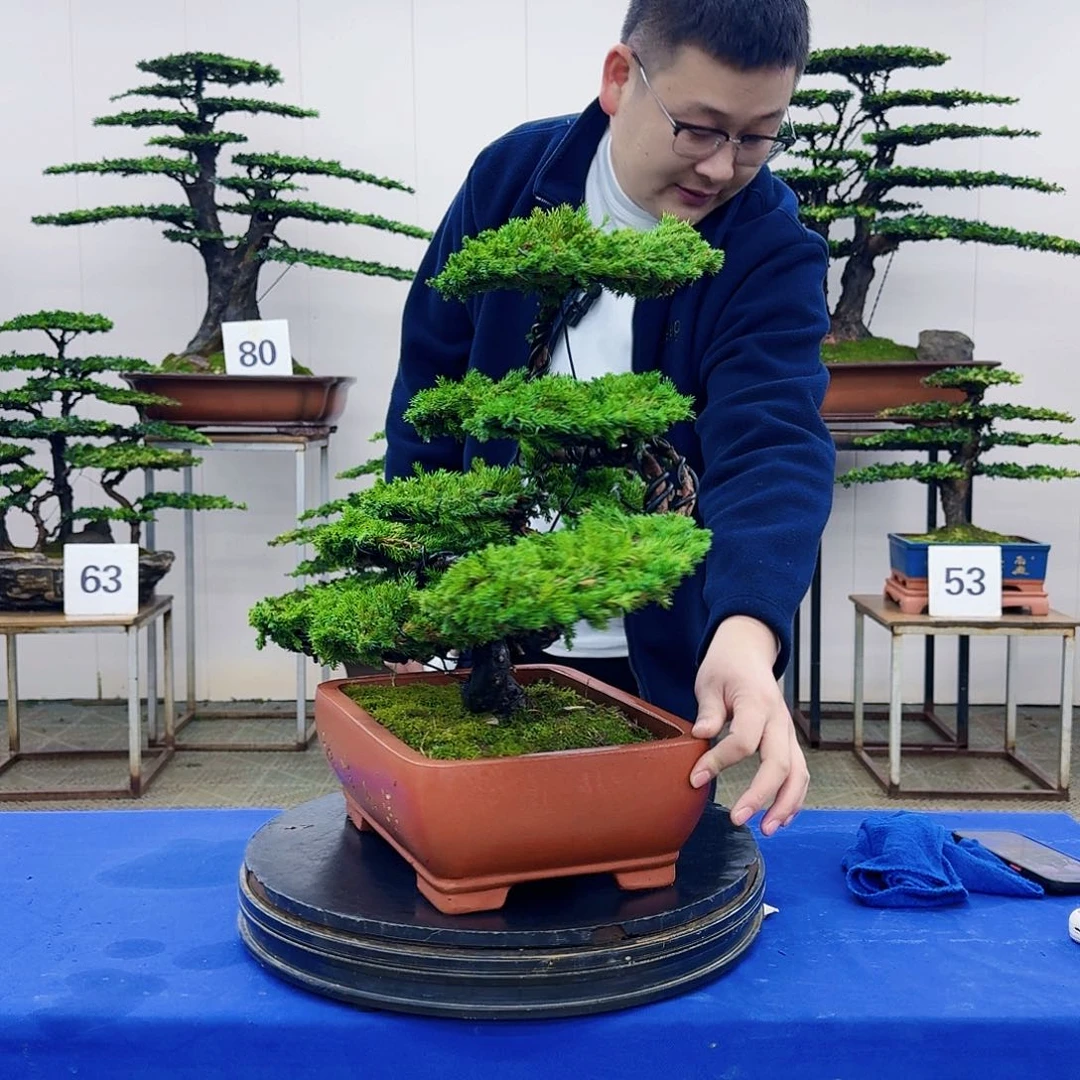 盆景柏树造型盆景