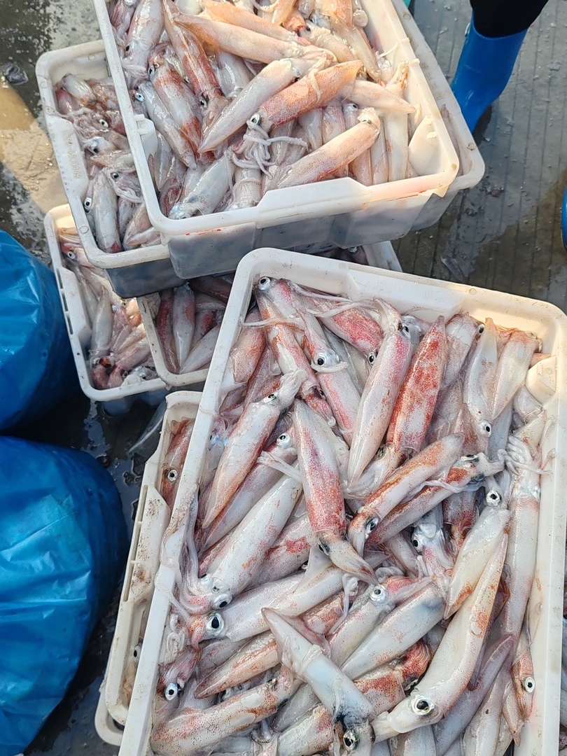 惠来神泉灯光鱿鱼，无泥无沙，一斤17个左右