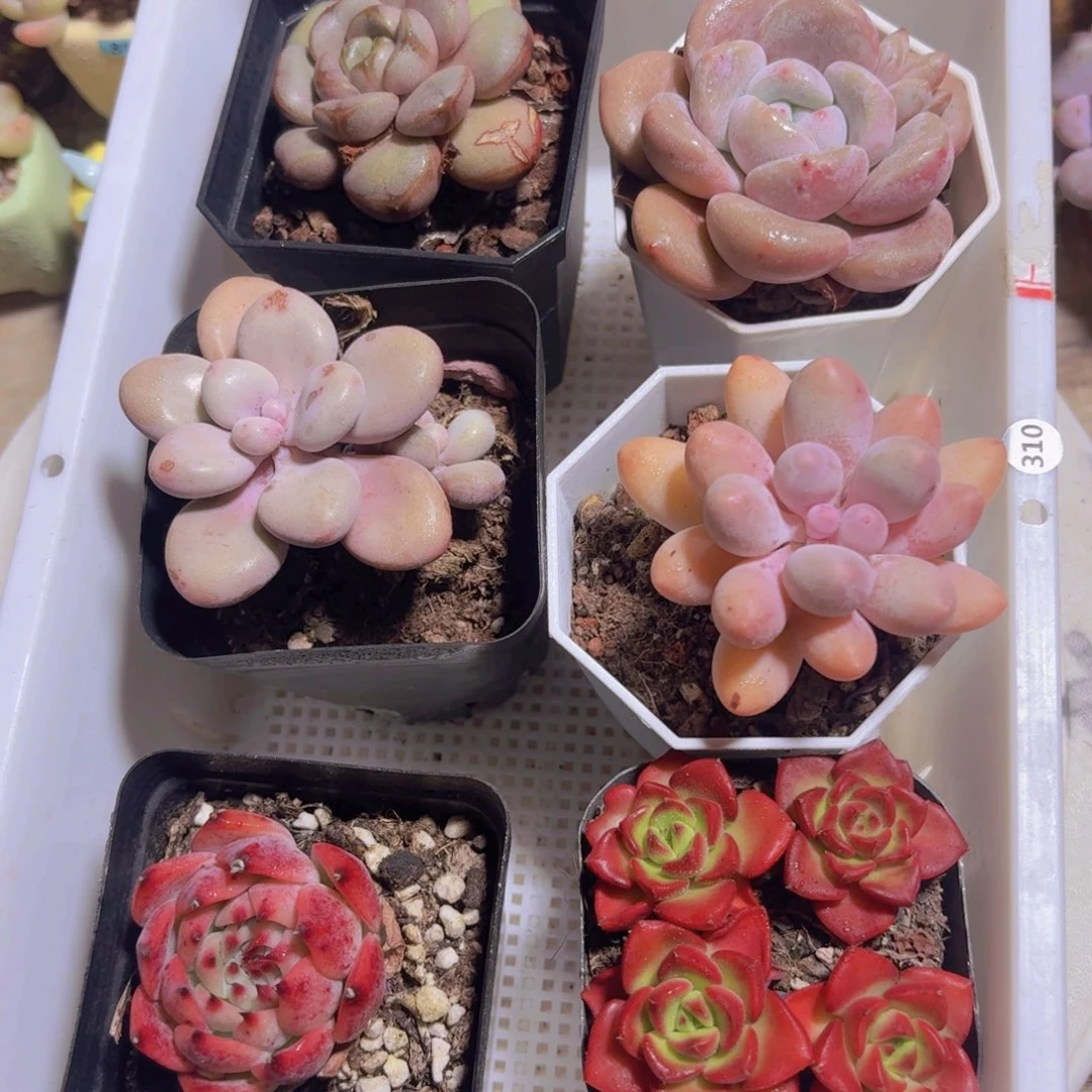 框拍一物一拍编号310