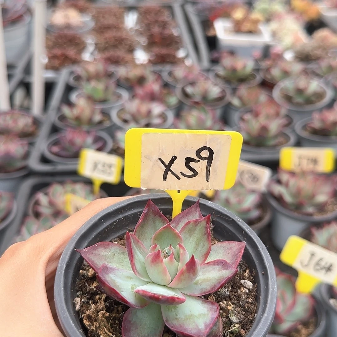 梦*了惊鸿仙子X59多肉