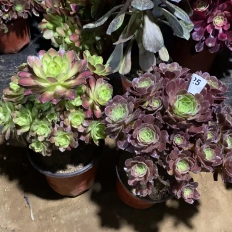 两颗法师一物一拍