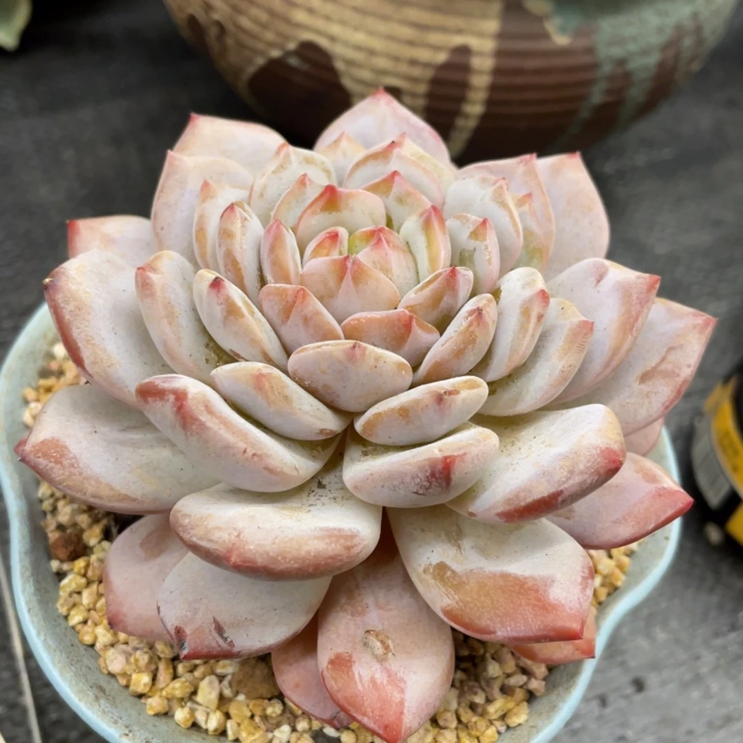 弥鹿之森一物一拍