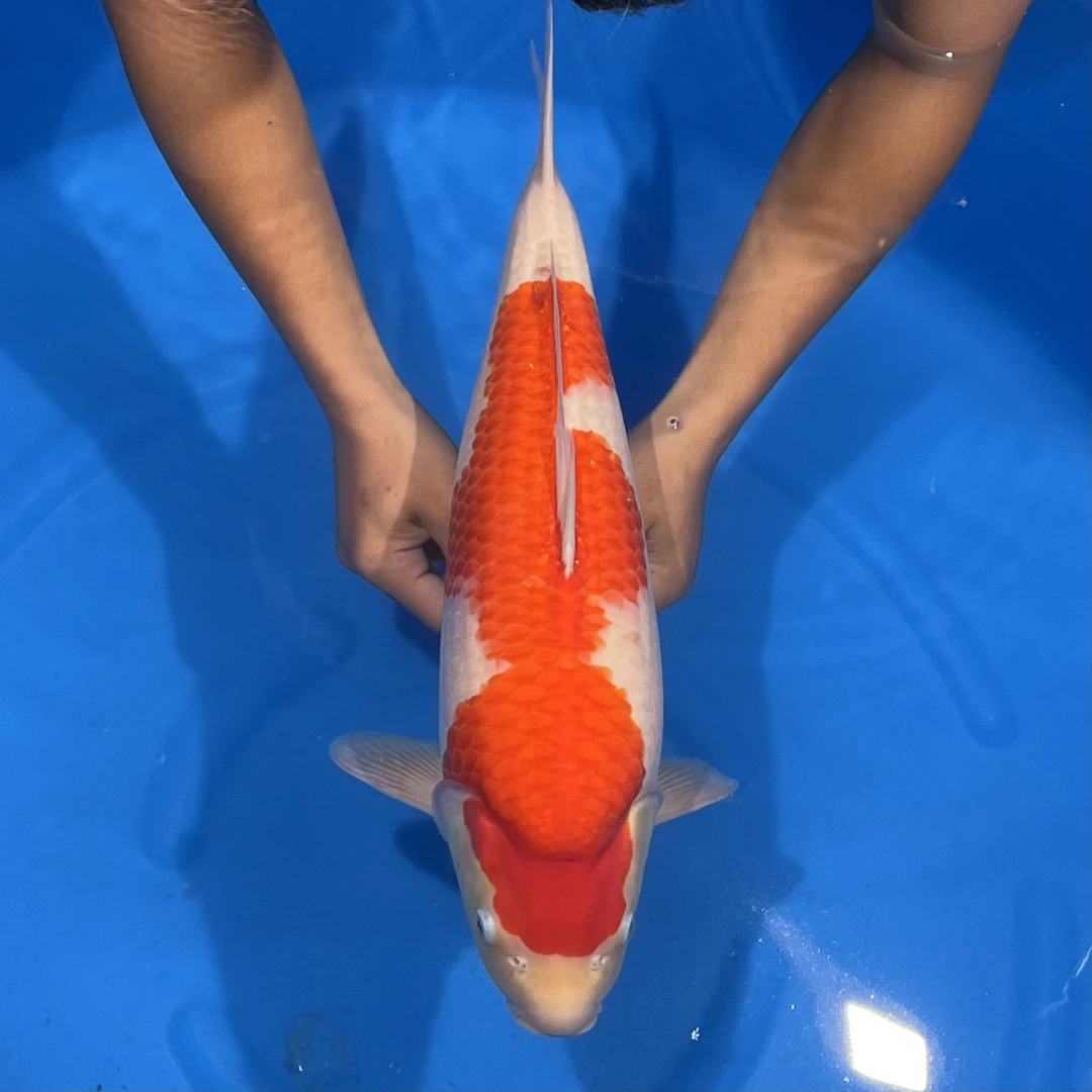 阪井出品香格里拉红白锦鲤母（AX）【实际以直播间为准】