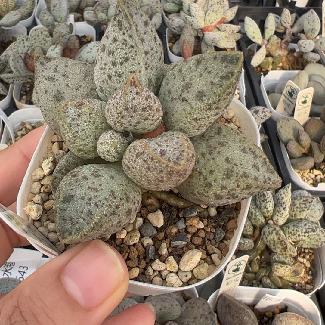 233老桩胖嘟嘟一颗实生水泡