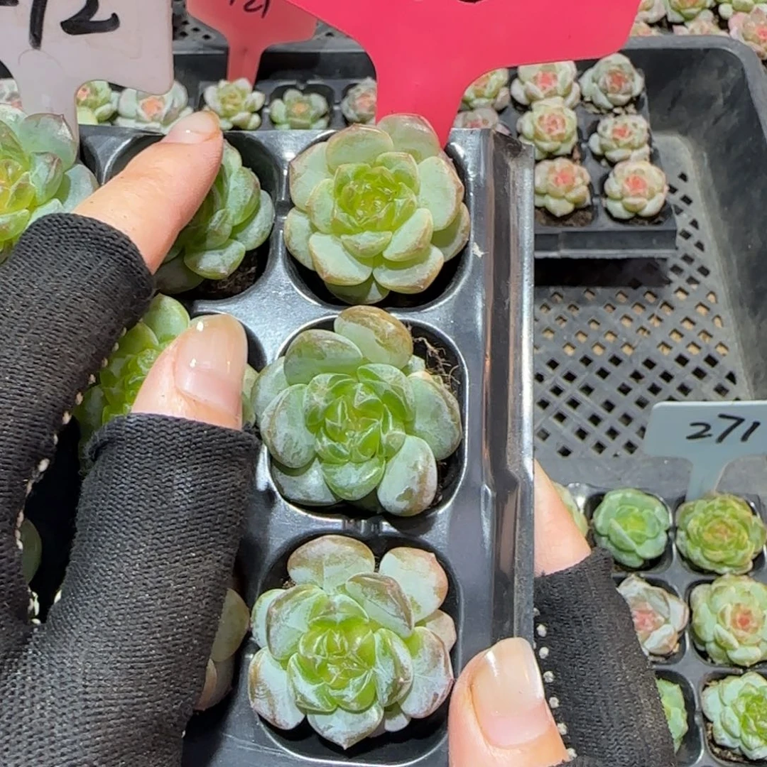 116满38包邮➗偏远发货后不退货退款