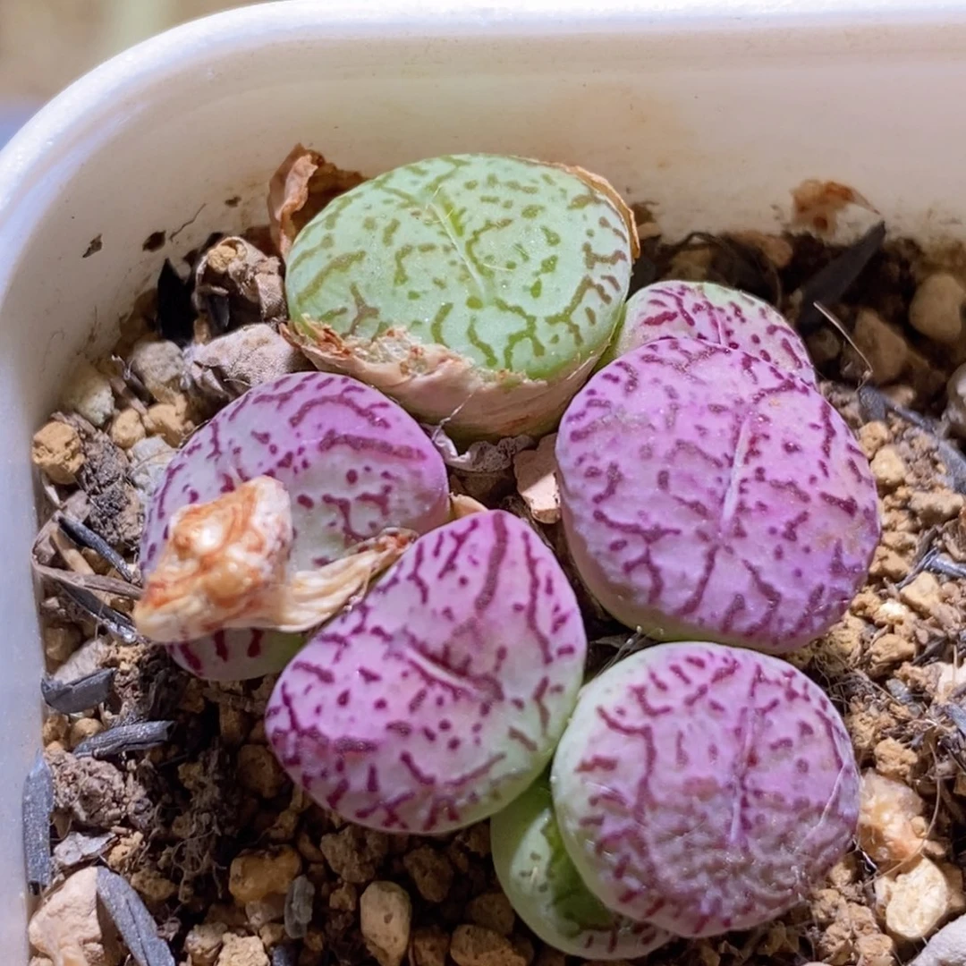 群生伍斯特猴子好看好看