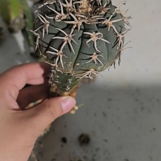 一物一拍，柱子球！