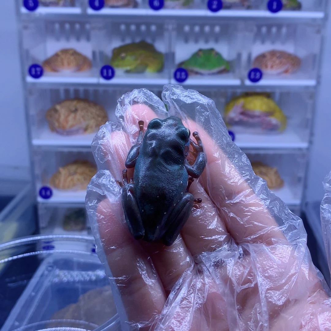 角蛙闪购角蛙专拍链接
