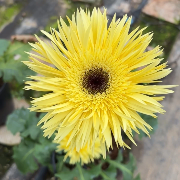 原盆原土一加仑非洲菊鹅黄拉丝