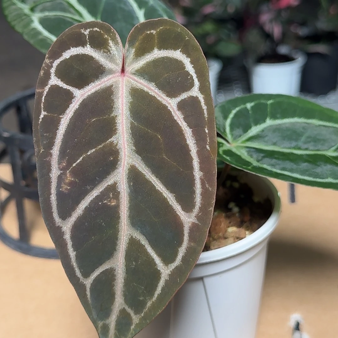 完全开放H18红水晶杂