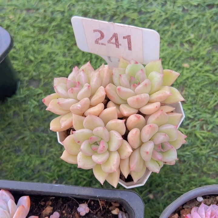 健健康康平平安安