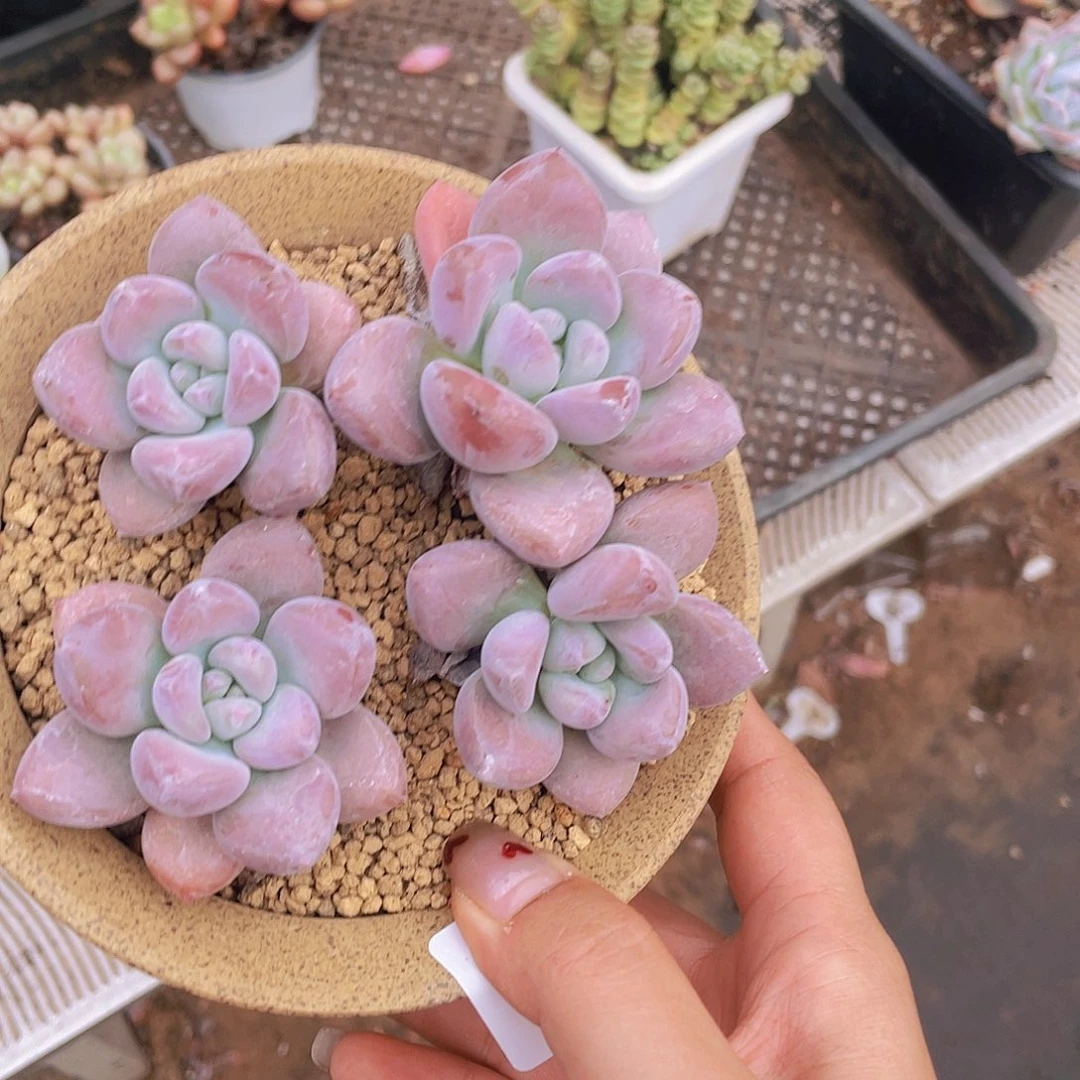 493。 奥花。