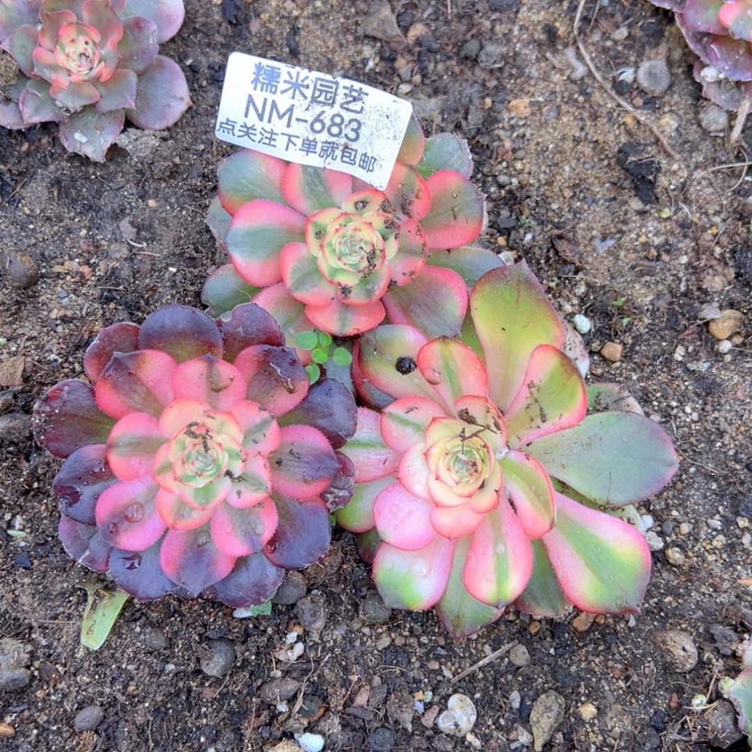 荔枝三颗组多肉植物683