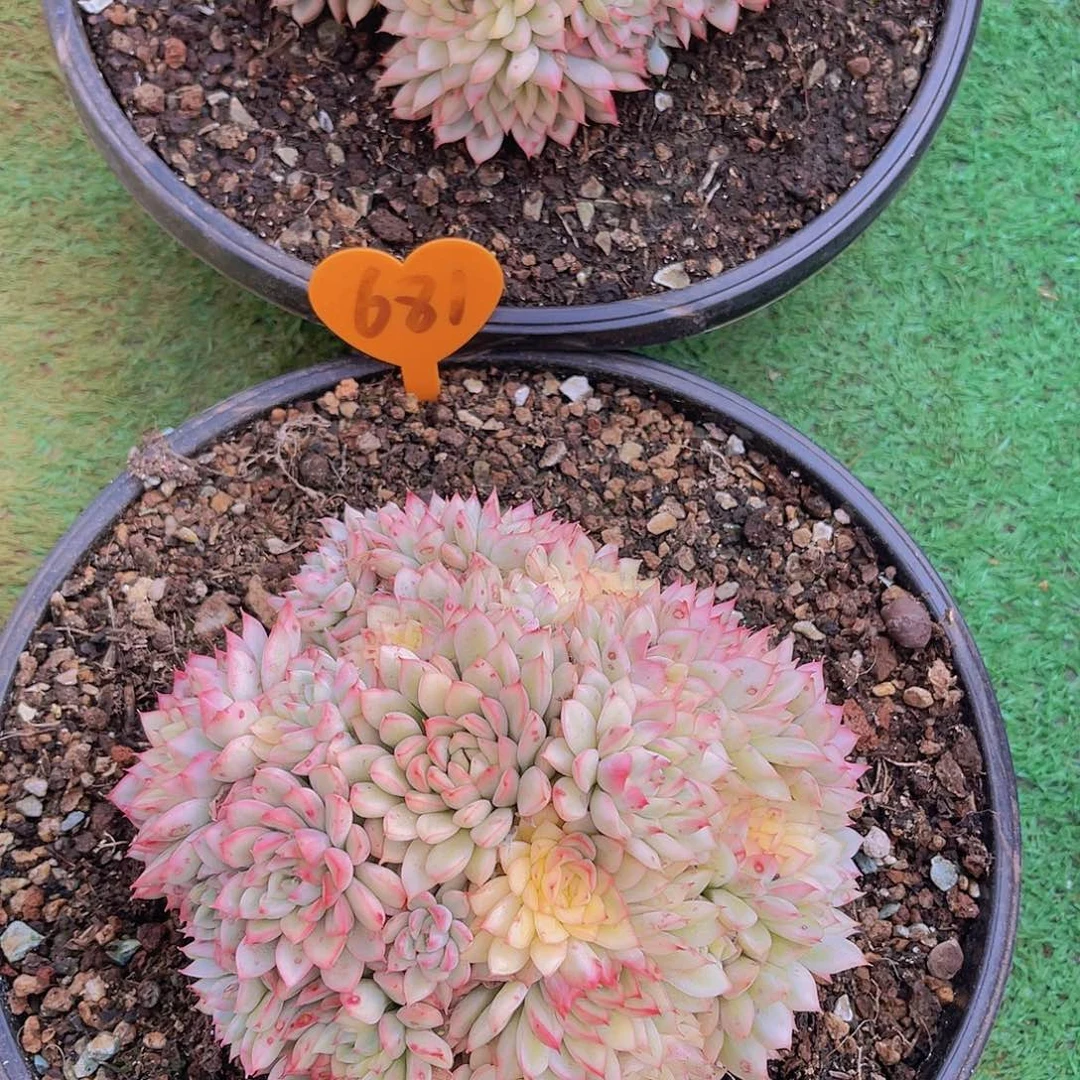 羽**喵687号多肉植物一物一拍