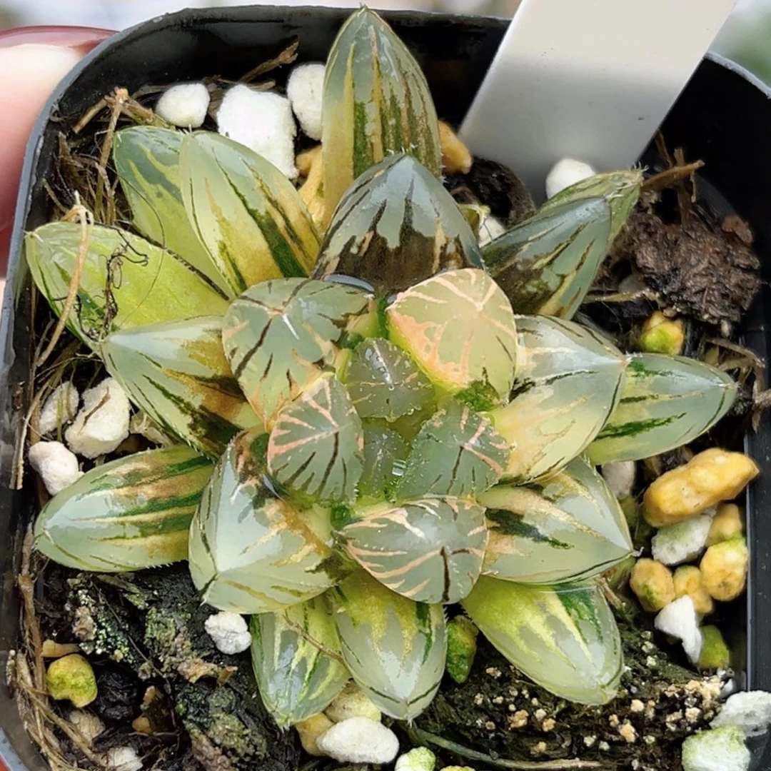 10霓虹灯玉露锦福利专场