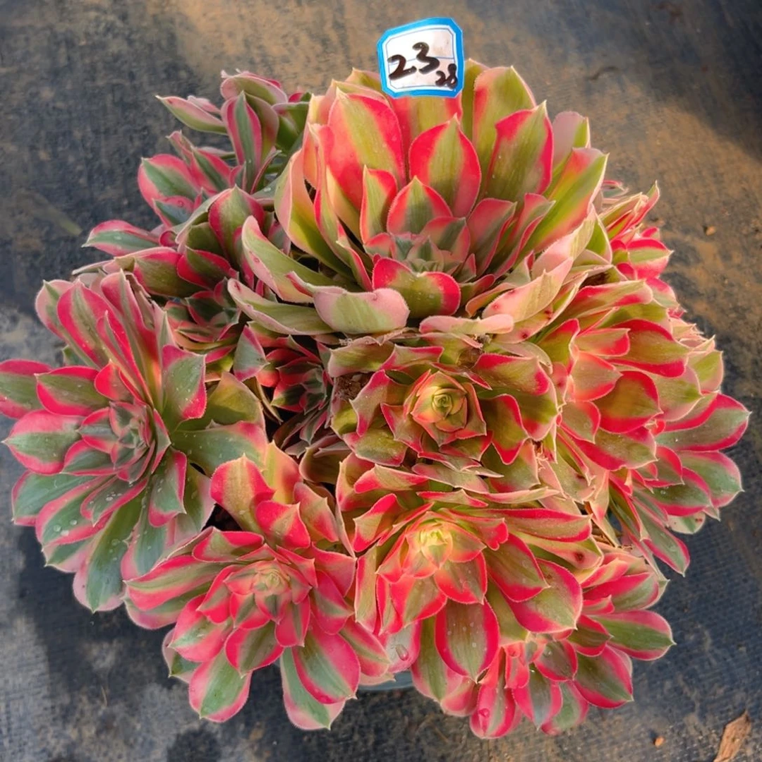 23胭脂雪法师多肉植物