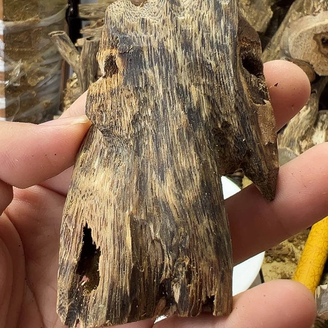 木绿奇楠虫漏15克