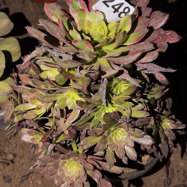 248天河多肉植物不售后瑕疵处理