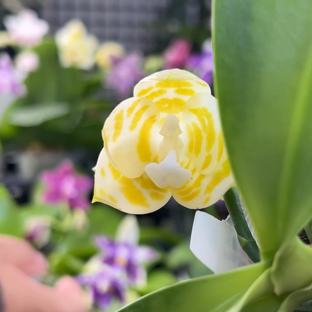 完全开放24号，128米