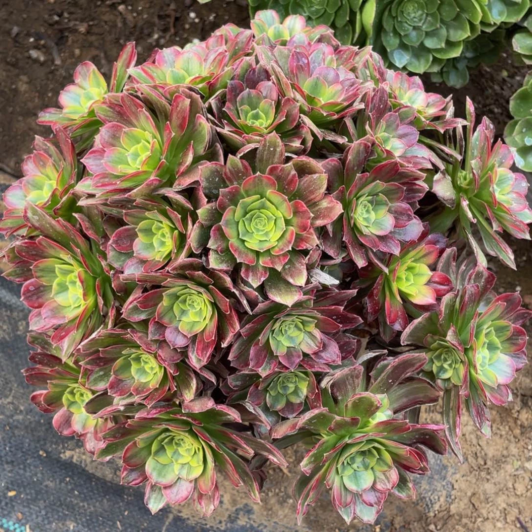 083安娜彩虹锦精品法师多肉