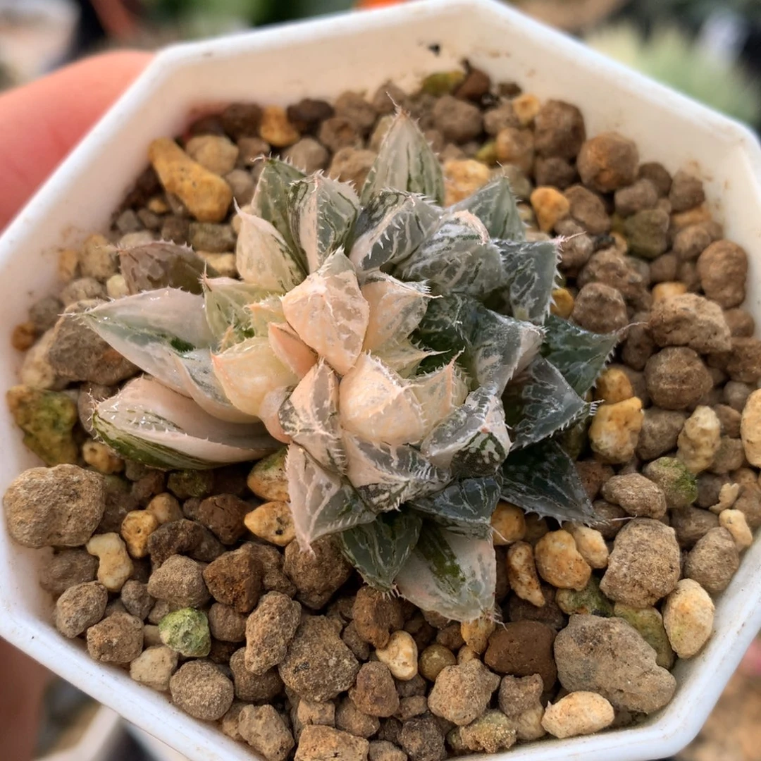 小楼兰玉露锦，带盆一起