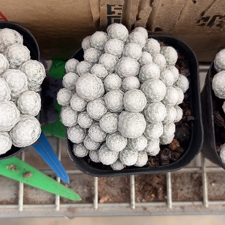 我也不知道我为什么要这样