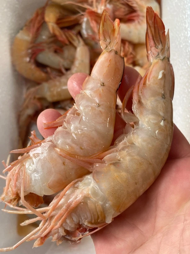 （海虾钳）去头野生海虾钳天津原因只限天津同城发货