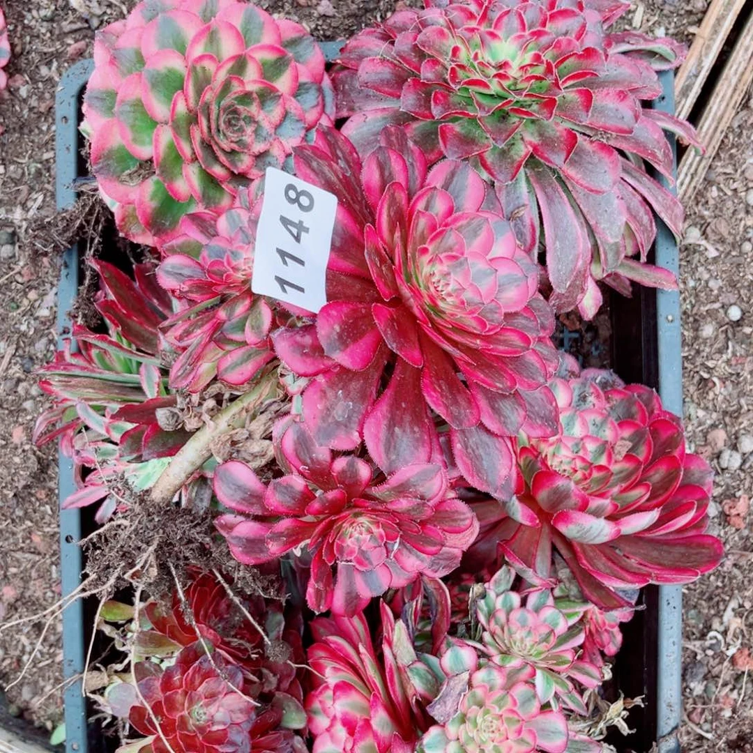 筐拍不售后多肉发货