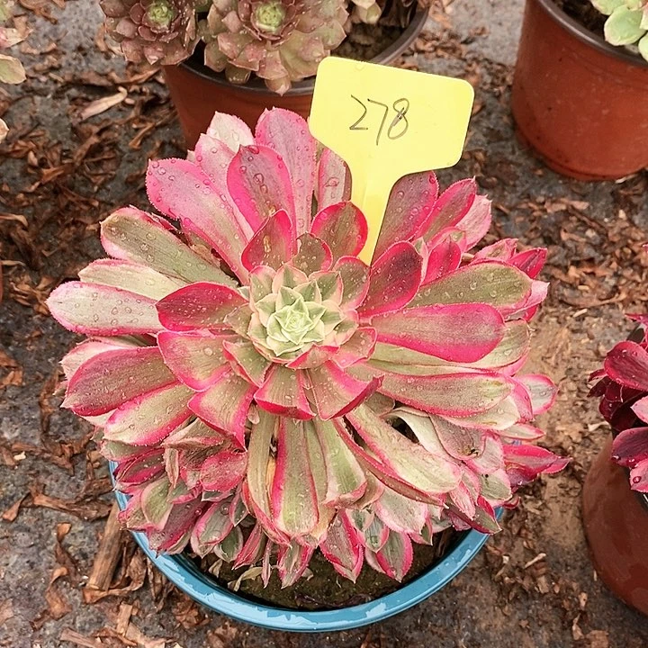 278 一颗孔雀翎法师多肉