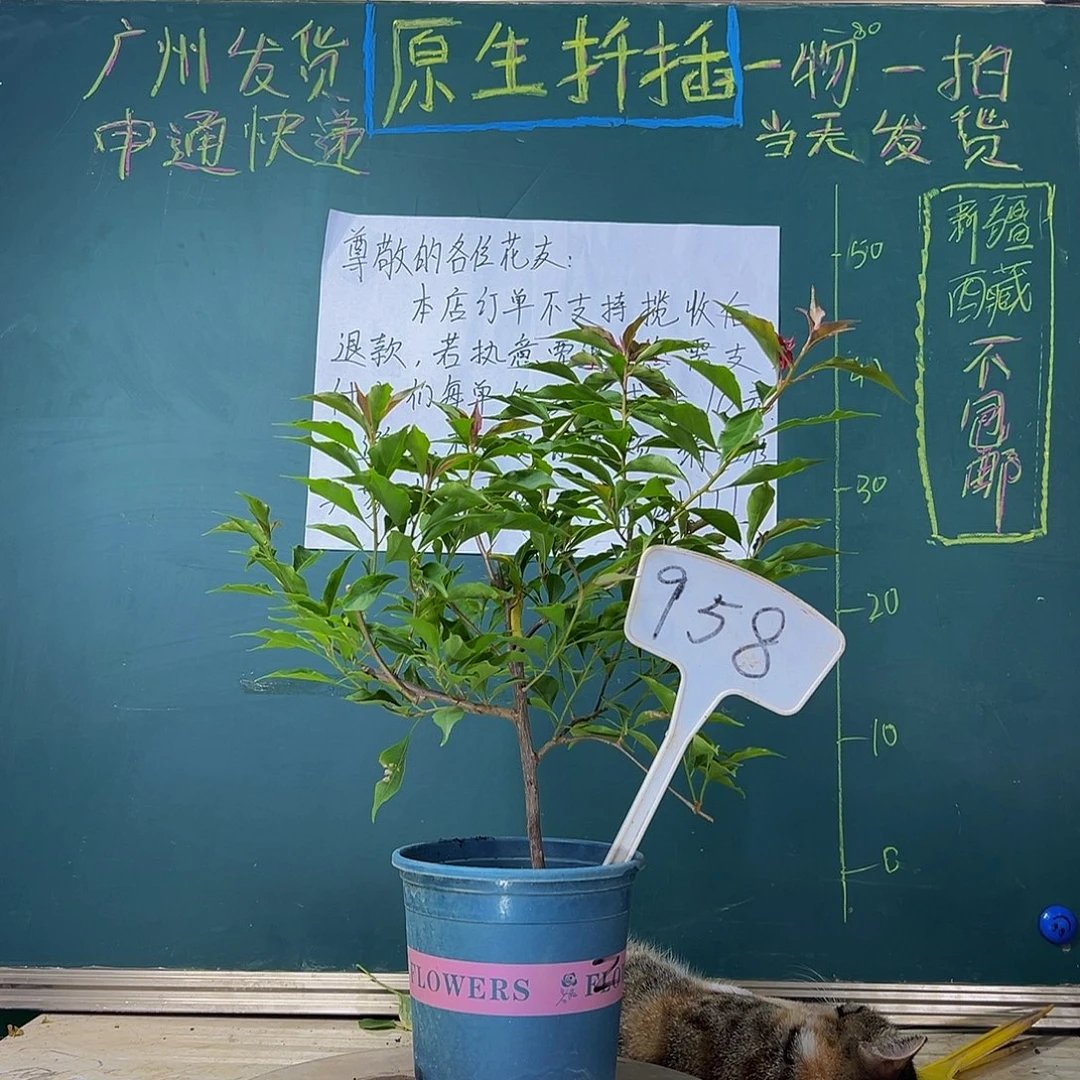 当前无花栽培后可以开花  紫桑巴  958