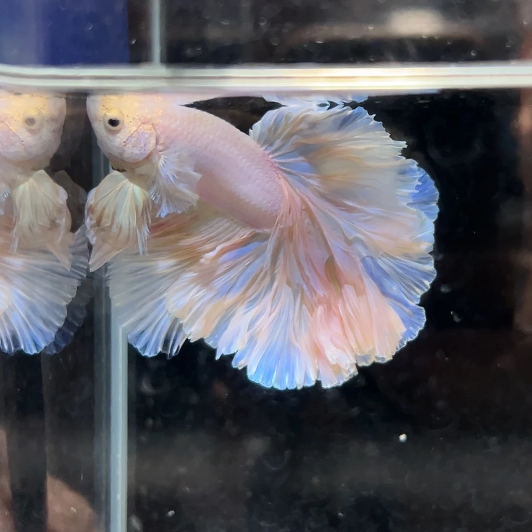 斗鱼6号浪漫主义粉色婚纱裙