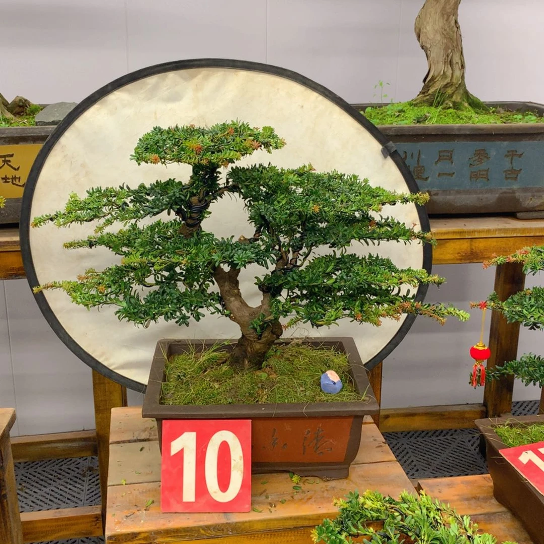 完全开放罗汉松盆景