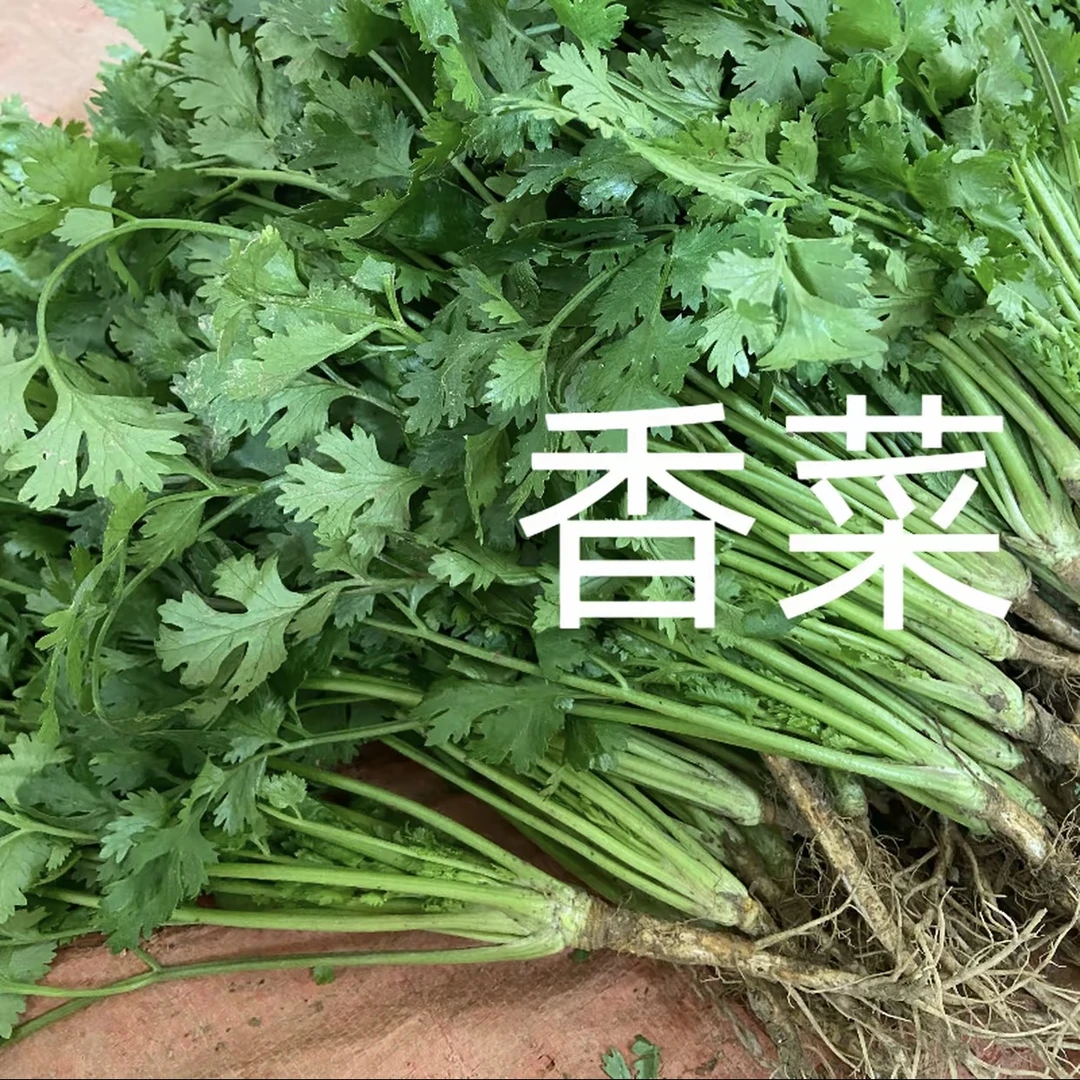 【顺丰包邮】新鲜香菜农家自种芫荽调味香料青菜火锅菜绿色蔬菜批发
