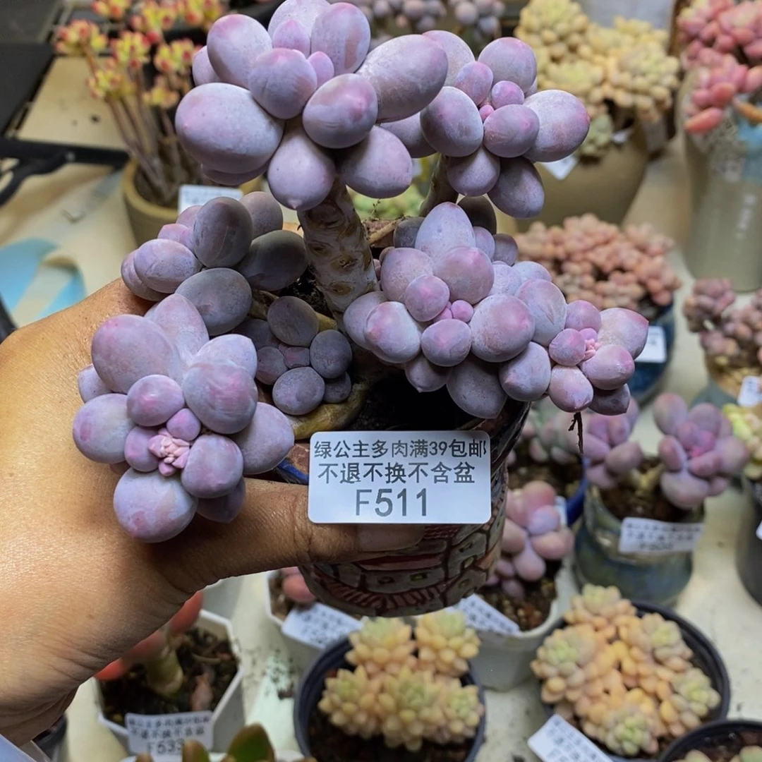 小****511香水手指奶多肉9c m