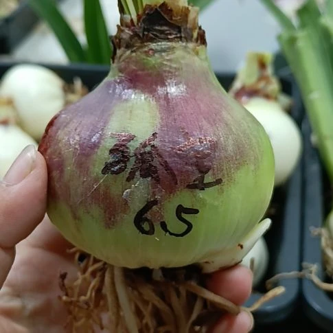 无花朵珠宝仙子6.5