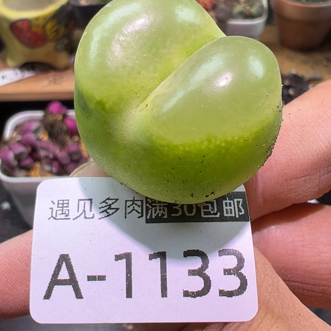 多肉植物111111111111