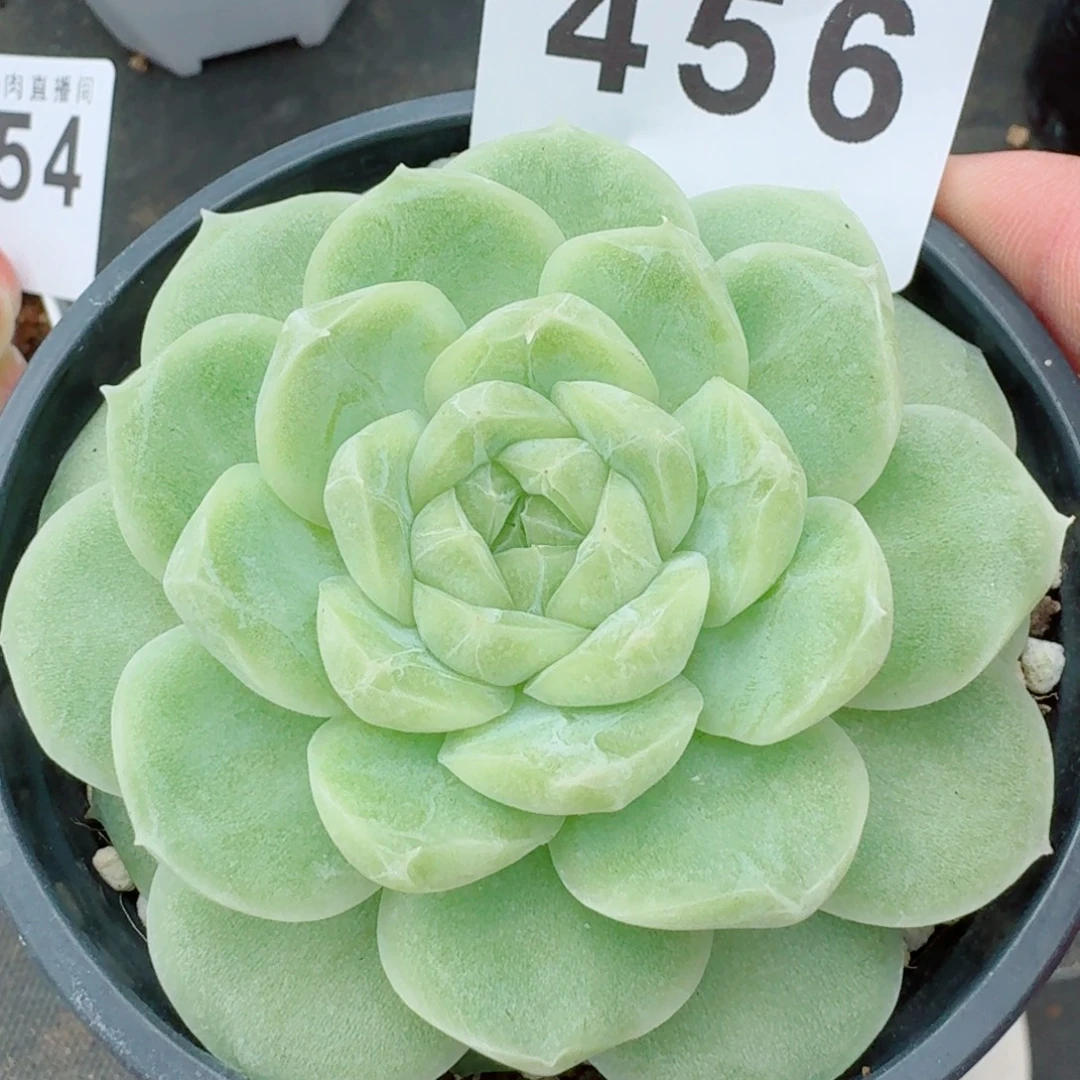 梨花白            精美多肉植物