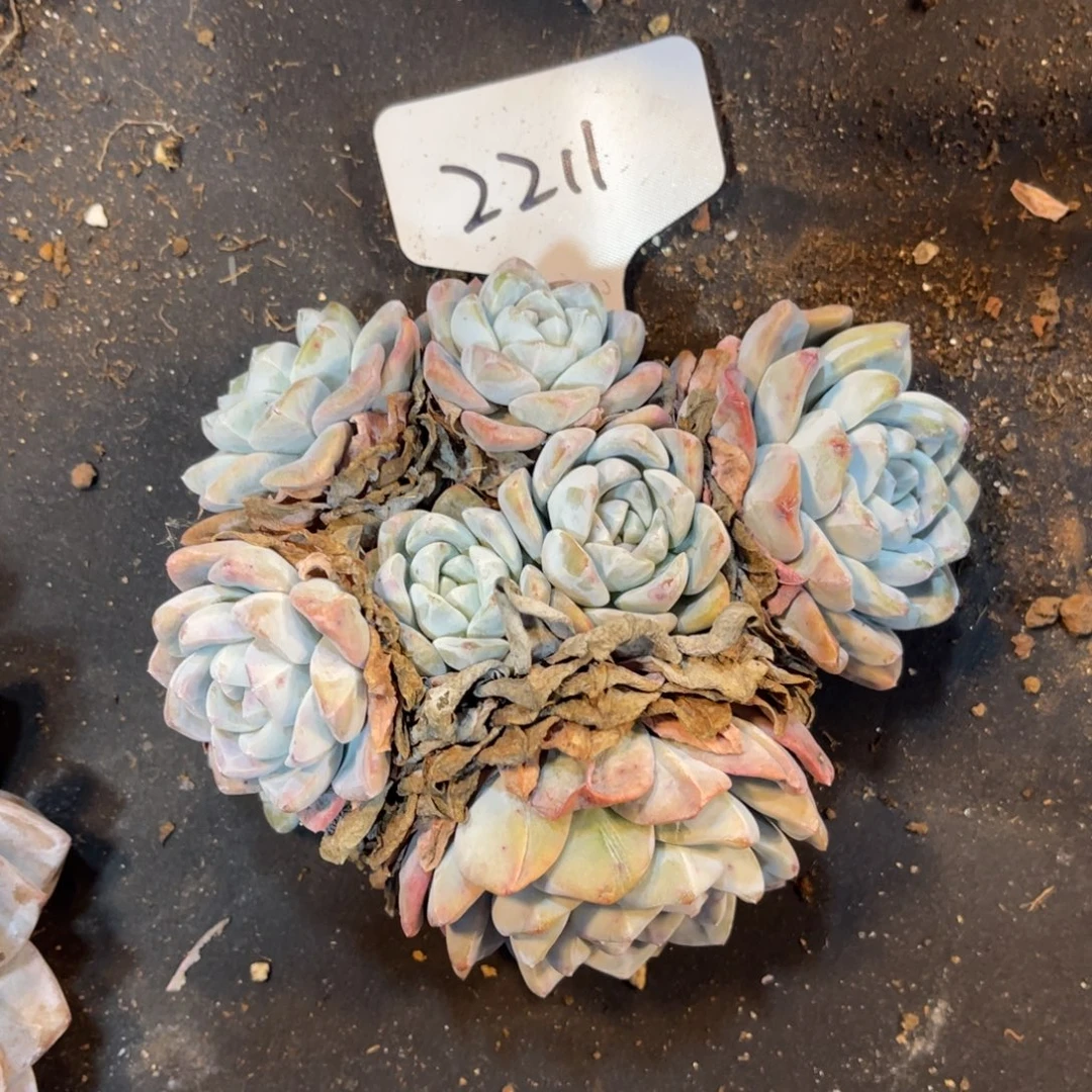 老阿姨花卉一物一拍22111