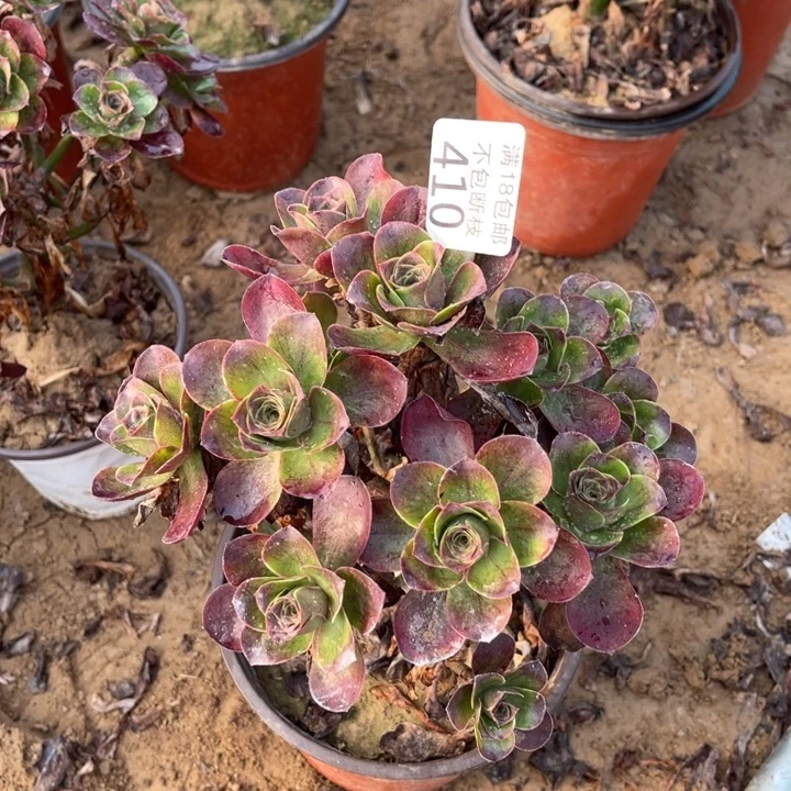 410魅金玫瑰绣球2