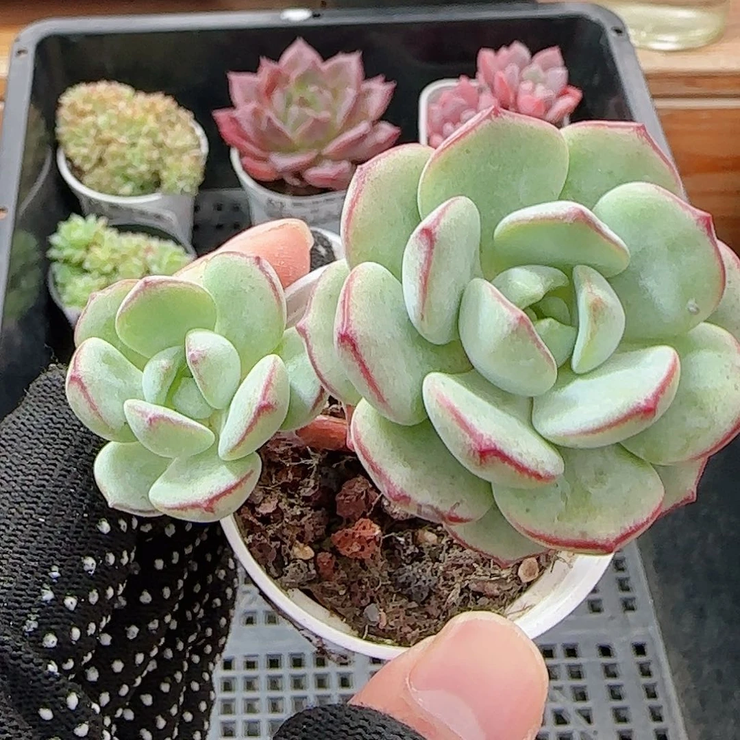 多肉0924--67香草小老桩