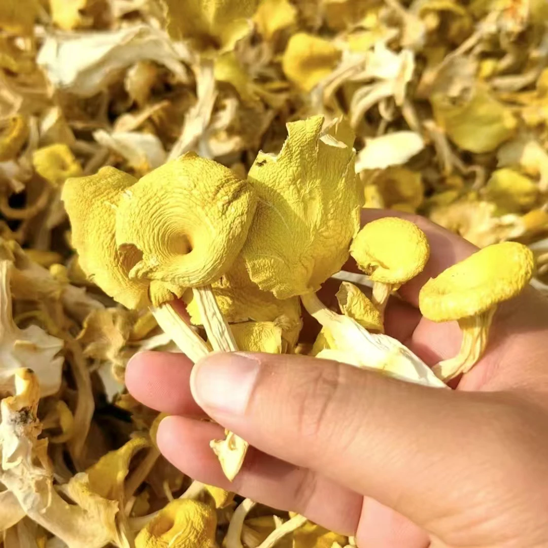 正宗云南头茬鸡油菌干，农家特产脆嫩爽口，营养煲汤