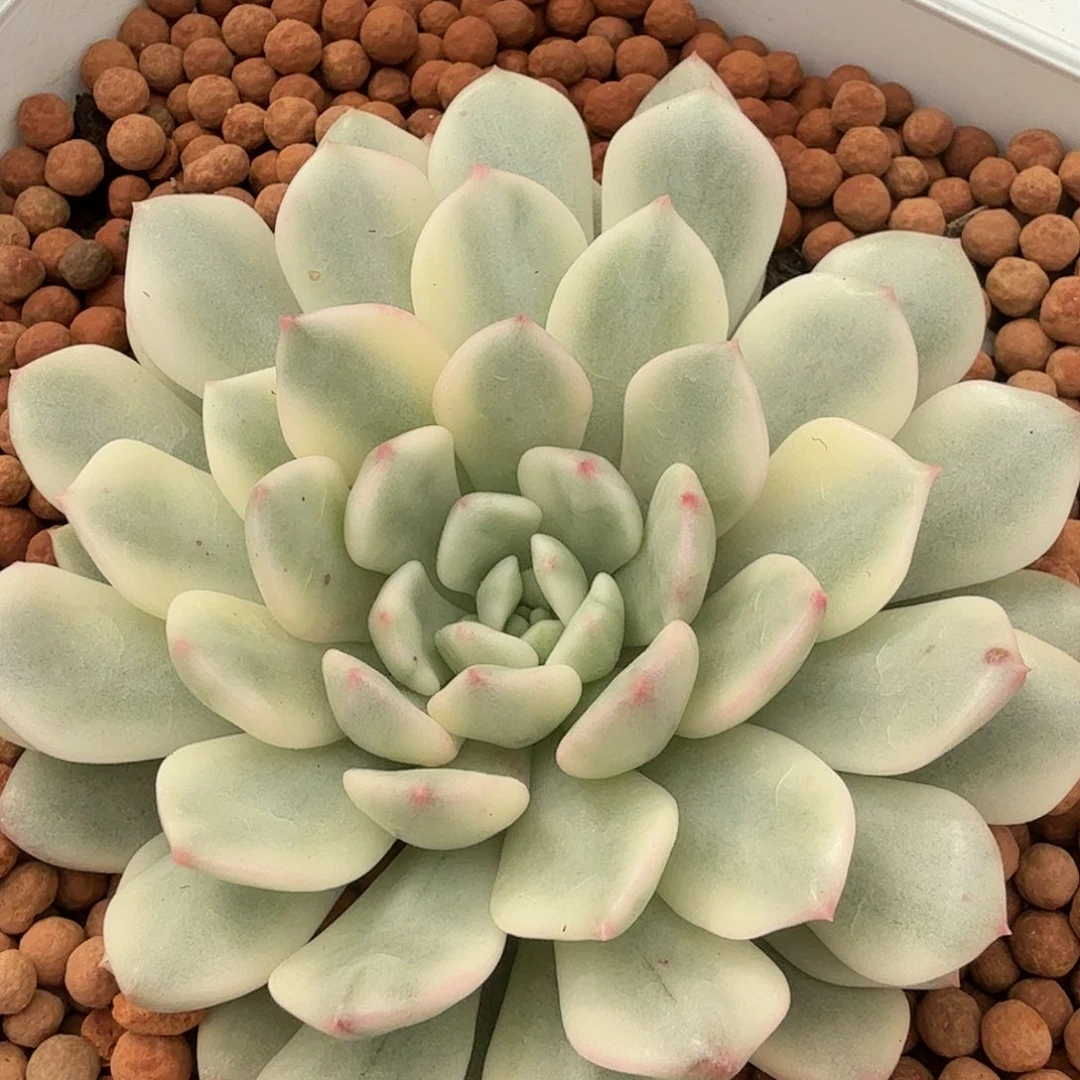 红宝石锦，多肉植物