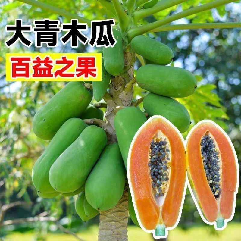 广西木瓜树苗大青水果红心木瓜苗矮化特大木瓜苗南方种植四季结果