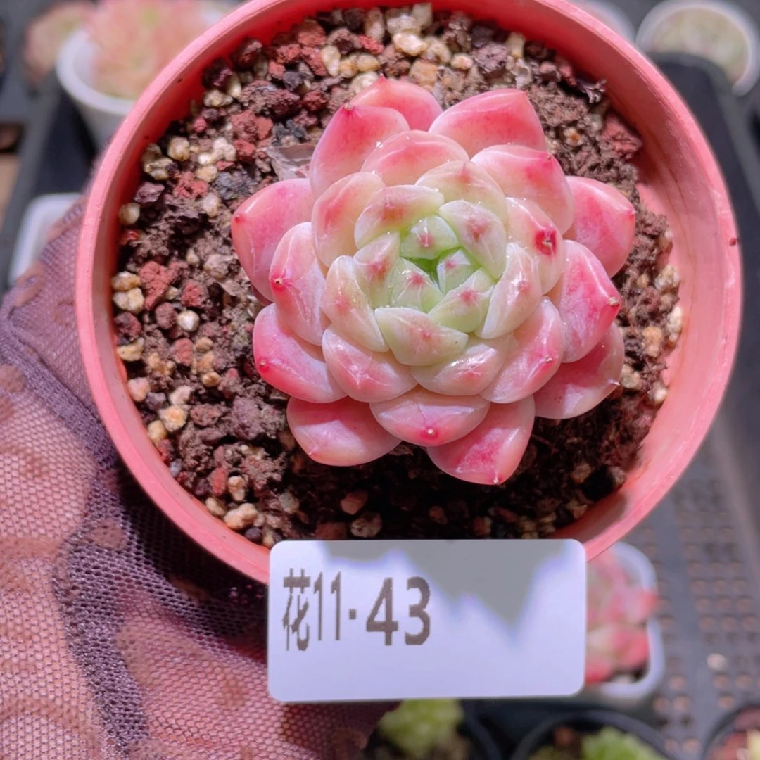 花利美11-43秘境冰魄